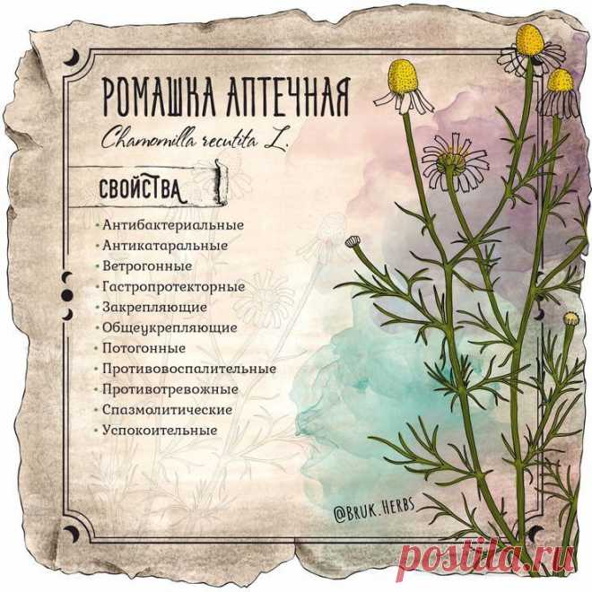 Ромашка аптечная