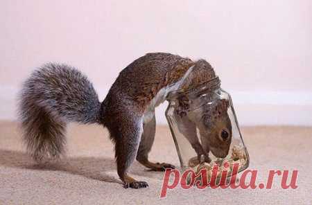 Наглость - второе счастье / Питомцы