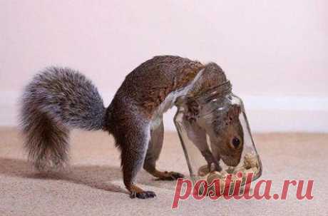 Наглость - второе счастье / Питомцы