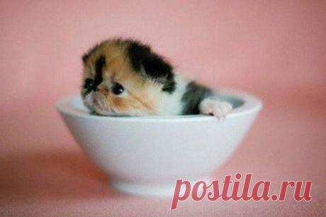 Миска очарования