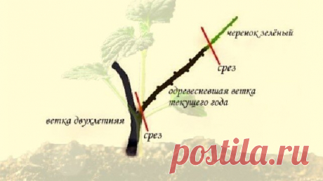 3 способа правильной нарезки черенков растений | 🌼 Волшебная герань | Дзен