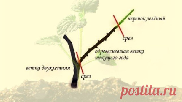 3 способа правильной нарезки черенков растений | 🌼 Волшебная герань | Дзен