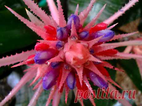 Mientras dura....vida y dulzura!!! Con el calor y la lluvia llegó la segunda tanda de florcitas de la Aechmea fasciata ,como veis, son de color rosado subido sin llegar a ser fucsia. Esta Inflorescencia en espiga, se supone que dura un par de meses ... la  disfrutaré mientras viva, porque la flor  morirá  y también la  planta. Si hace hijuelos   estaré feliz de conservarlos y volver a esperar otros cuatro años para ver nuevamente, esta maravilla de la naturaleza...Vale la ...