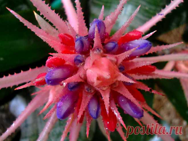 Mientras dura....vida y dulzura!!! Con el calor y la lluvia llegó la segunda tanda de florcitas de la Aechmea fasciata ,como veis, son de color rosado subido sin llegar a ser fucsia. Esta Inflorescencia en espiga, se supone que dura un par de meses ... la  disfrutaré mientras viva, porque la flor  morirá  y también la  planta. Si hace hijuelos   estaré feliz de conservarlos y volver a esperar otros cuatro años para ver nuevamente, esta maravilla de la naturaleza...Vale la ...