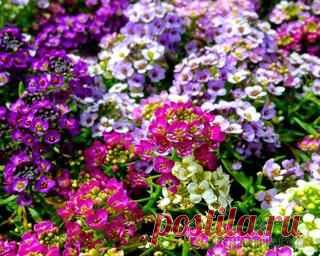 Саженцы с закрытой корневой системой.