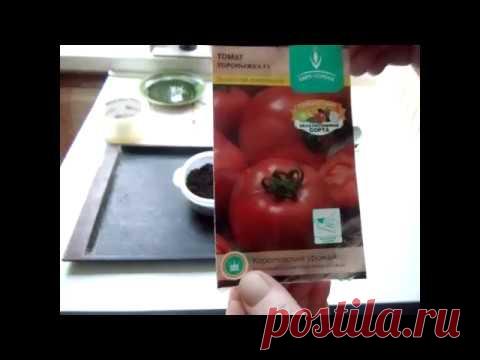 Посев томатов на рассаду "дедовским"способом/ ультраранний сорт томатов Торопыжка/Для начинающих