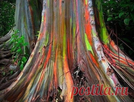 Радужный эвкалипт – необычное дерево, которое чаще всего встречается на Филиппинском архипелаге. Своё название оно получило из-за яркой расцветки. В зависимости от времени года и возраста, дерево приобретает различные оттенки. Молодая кора имеет ярко зелёный цвет, по мере старения, она темнеет и отслаивается, благодаря чему и получаются удивительные узоры самых различных цветов.
•••