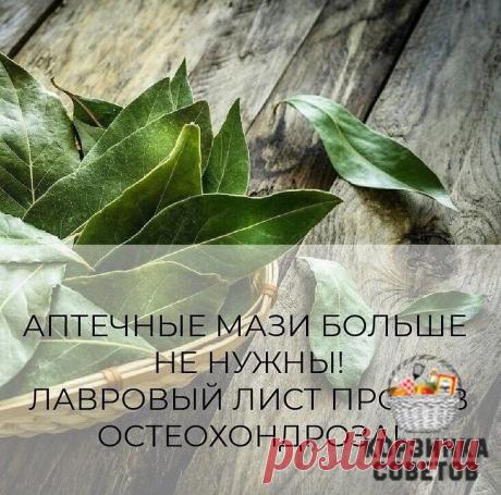 ЛАВРОВЫЙ ЛИСТ В ПОМОЩЬ
Именно остеохондроз является причиной боли в спине в 80% случаев
Для тех, у кого застарелый остеохондроз, лучше любых мазей из аптеки помогают средства на основе лаврового листа.
Вот отличные рецепты:
1) Лавровое масло. Залить стаканом оливкового масла 1 ст. ложку мелко нарезанных лавровых листьев и настаивать 15 дней в теплом месте. Лучше всего втирать масло в больные места на ночь, а потом тепло укутываться.
2) Настой. Взять 1 ч. ложку измельченных листьев и з