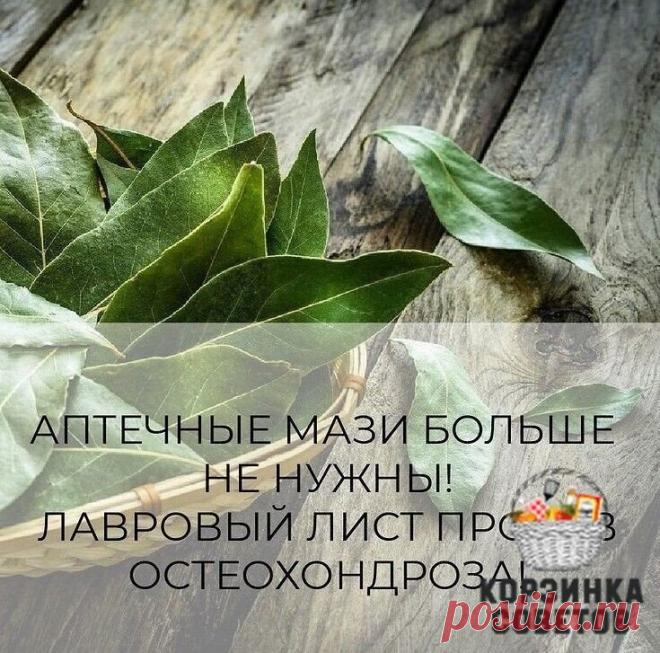 ЛАВРОВЫЙ ЛИСТ В ПОМОЩЬ
Именно остеохондроз является причиной боли в спине в 80% случаев
Для тех, у кого застарелый остеохондроз, лучше любых мазей из аптеки помогают средства на основе лаврового листа.
Вот отличные рецепты:
1) Лавровое масло. Залить стаканом оливкового масла 1 ст. ложку мелко нарезанных лавровых листьев и настаивать 15 дней в теплом месте. Лучше всего втирать масло в больные места на ночь, а потом тепло укутываться.
2) Настой. Взять 1 ч. ложку измельченных листьев и з