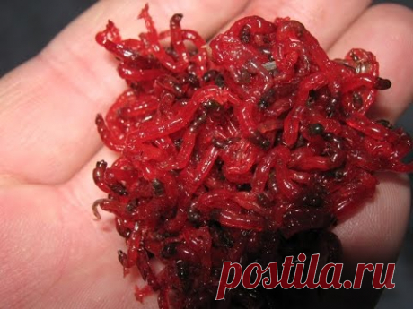 ДОБЫЧА МОТЫЛЯ за (5 минут)