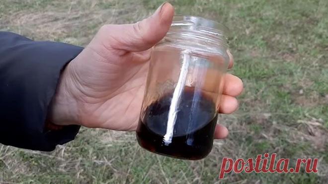 Бабушка подсказала, как защитить себя и животных от комаров и клещей с помощью простого настоя