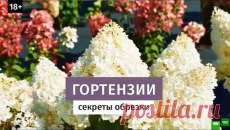 Секреты обрезки гортензий. Крупные соцветия. +18