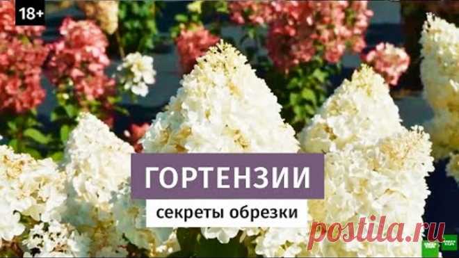 Секреты обрезки гортензий. Крупные соцветия. +18
