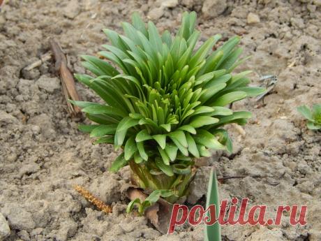 Основные правила ухода за лилиями весной. | Цветочная душа | Яндекс Дзен