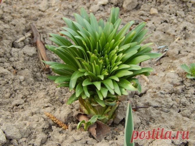 Основные правила ухода за лилиями весной. | Цветочная душа | Яндекс Дзен