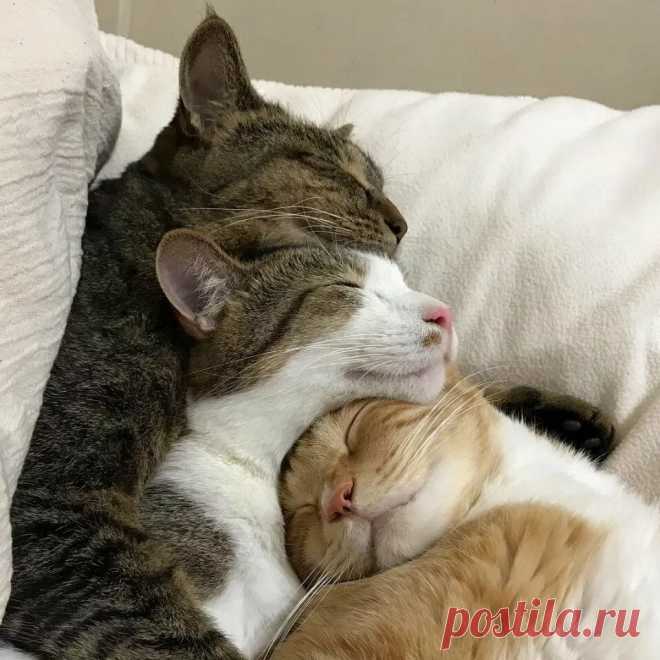 Если уж мне приспичило проявить свою любовь, то меня ничто не остановит