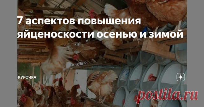 7 аспектов повышения яйценоскости осенью и зимой Добрый день, опытные и начинающие птицеводы. Сегодня будем рассматривать практические аспекты повышения яичной продуктивности в осенний и зимний периоды. Во-первых, про факторы, определяющие значение качественных и количественных показателей яичной продуктивности.
Это – технология кормления и содержания, породная принадлежность, генотип, физиологическое состояние, возраст и масса и др.
Нередко пти