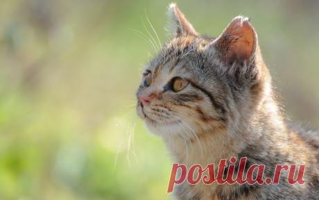 Котёнок