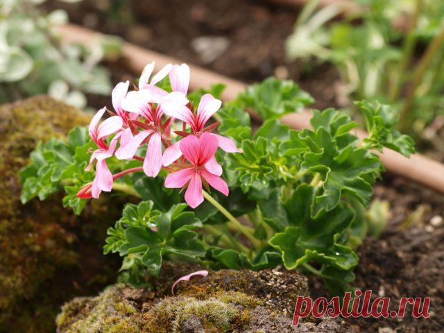 Живой ароматизатор: всё о душистых пеларгониях и лучших сортах — Ботаничка
