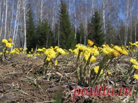Целебные свойства мать-и-мачехи | 6 соток