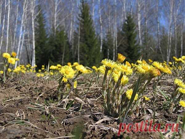 Целебные свойства мать-и-мачехи | 6 соток