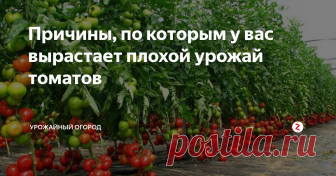 Причины, по которым у вас вырастает плохой урожай томатов Расскажу об основных причинах, по которым у вас вырастает плохой урожай томатов. Исходя из моего многолетнего опыта выращивания томатов могу назвать основные неудачи при выращивании томатов.
Если не происходит оплодотворение (при выращивании томатов в теплице), это говорит о высокой влажности и повышенной т