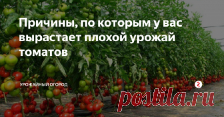 Причины, по которым у вас вырастает плохой урожай томатов Расскажу об основных причинах, по которым у вас вырастает плохой урожай томатов. Исходя из моего многолетнего опыта выращивания томатов могу назвать основные неудачи при выращивании томатов.
Если не происходит оплодотворение (при выращивании томатов в теплице), это говорит о высокой влажности и повышенной т