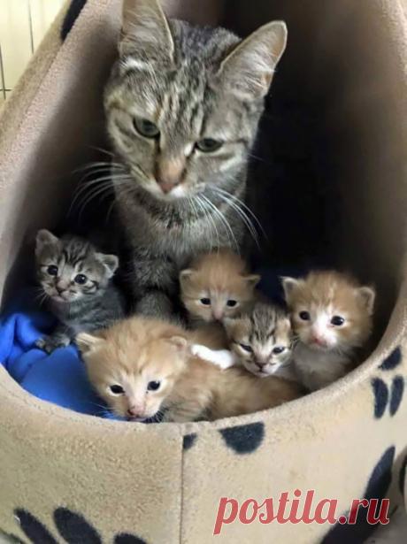 Такие заботливые мамы: Фотографии животных, которые немного устали от своих детёнышей