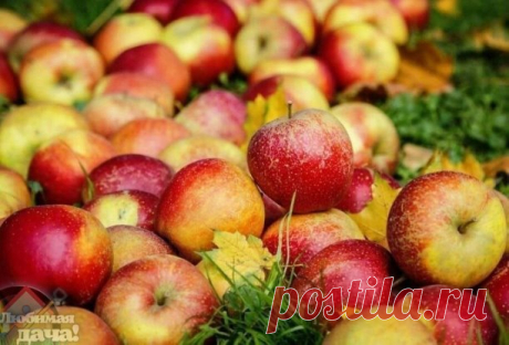 Самоплодные сорта яблонь

Яблоня Спартак - имеет непревзойдённый вкус с лёгкими нотками дыни и земляники. Отлично подходит для зимних консерваций.

Яблоня Богатырь - порадует вас крупными сладкими плодами с упругой душистой мякотью.

Яблоня Глостер - это яркие малиновые яблоки с сочной сладкой мякотью. Лучший сорт для продажи!

Яблоня Гренни Смит - гипоаллергенный морозостойкий сорт крупных и сочных яблок с легкой кислинкой.

Яблоня красномясая Байя Мариса - супер вкусная ...