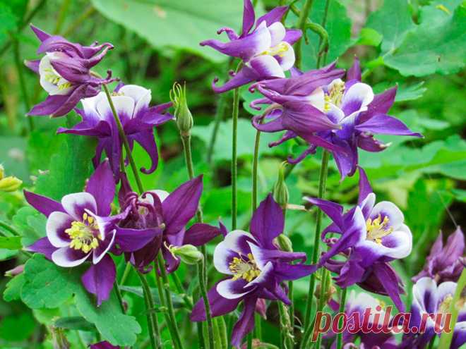 Многолетний садовый цветок Аквилегия (Aquilegia). Многолетнее травянистое корневищное растение, образующее большой куст с высокими цветоносами. Листья тройчатые, цветки напоминают оригинальной формы колокольчики с отогнутыми шпорцами, окраска одно- или двухцветная, цветет с мая по июль.