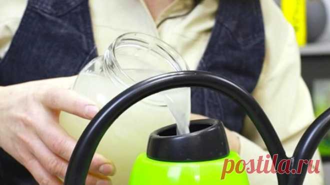 Хотя бы раз полейте рассаду и комнатные цветы этим доступным средством! Будут расти здоровыми и крепкими