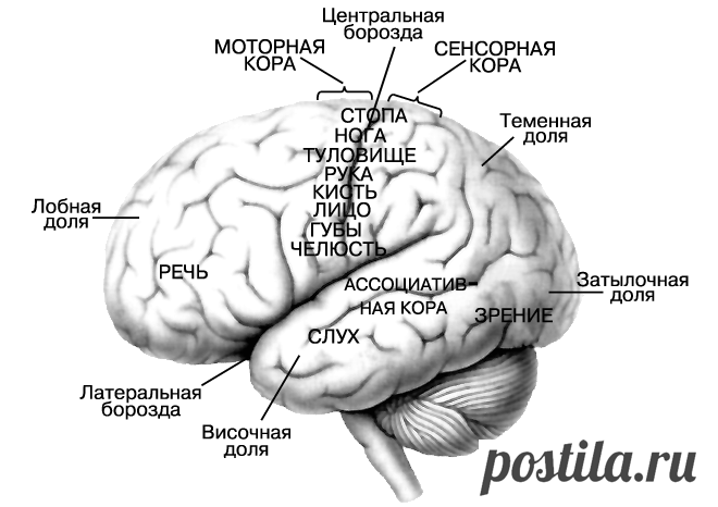 Интересные факты о человеческом мозге | PulsON — все самые интересные события в мире.