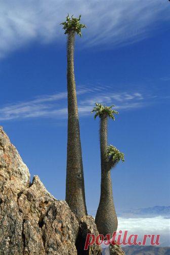 Africa Afrika: Photo