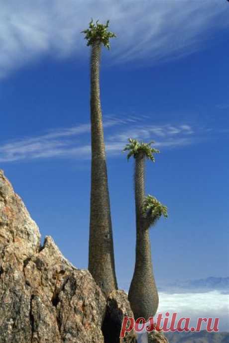 Africa Afrika: Photo