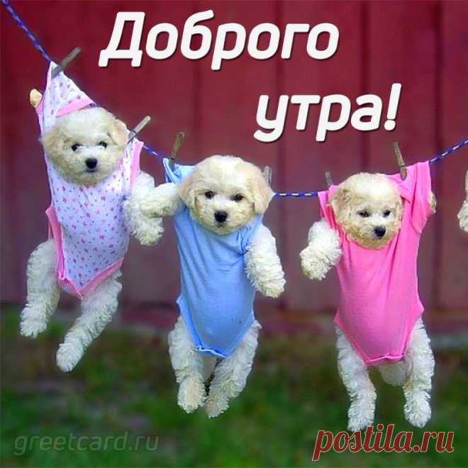 Пусть будет утро добрым,
Пусть будет день прекрасным!
Пусть будет настроение
Веселым, светлым, ясным!