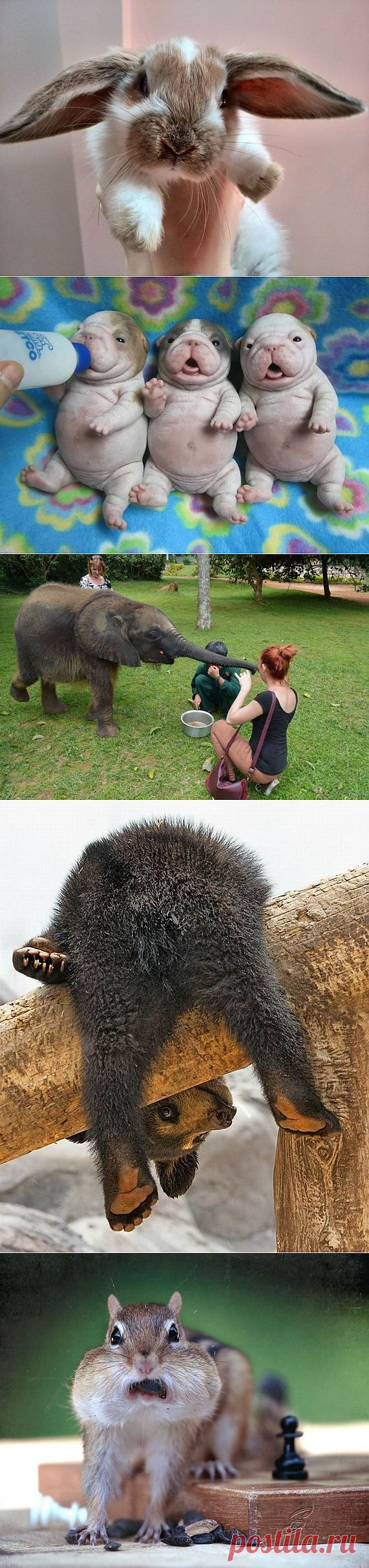 Забавные животные.