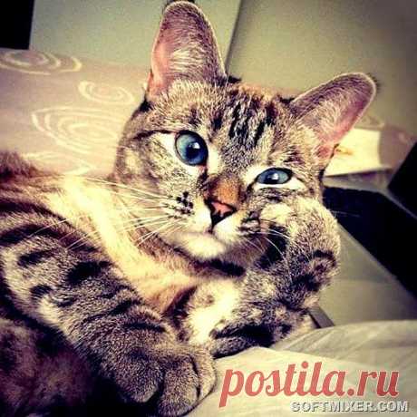 Как разобраться в личности кота | SOFTMIXER