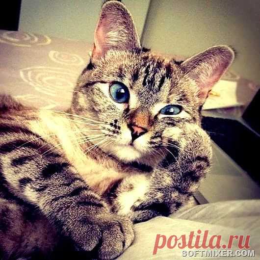 Как разобраться в личности кота | SOFTMIXER