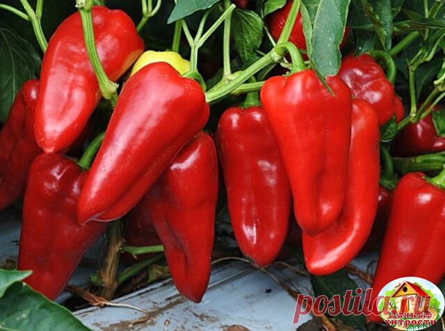 ИТАК, ВОТ ЧТО НУЖНО ДЕЛАТЬ, ЧТОБЫ ПЕРЦЫ НЕ ПОДКАЧАЛИ И ДАЛИ ОГРОМНЫЙ УРОЖАЙ! 
1. Выращивать перцы нужно только через рассаду и в теплице, только так растения будут крепкие и здоровые. 
2. Чтобы рассада развивалась мощной, надо удалять у нее все листья ниже развилки стебля. 
3. В возрасте 2 месяцев рассаду нужно пересадить в теплицу. Кустики следует перевалить из стаканчиков вместе с комом земли и обязательно проследить, чтобы корневая шейка не была заглублена в почву, инач...