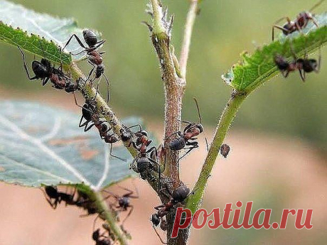 14 СПОСОБОВ ИЗБАВИТЬСЯ ОТ МУРАВЬЕВ!!!