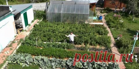 Умный огород Замяткина: участок не знает лопаты уже 20 лет