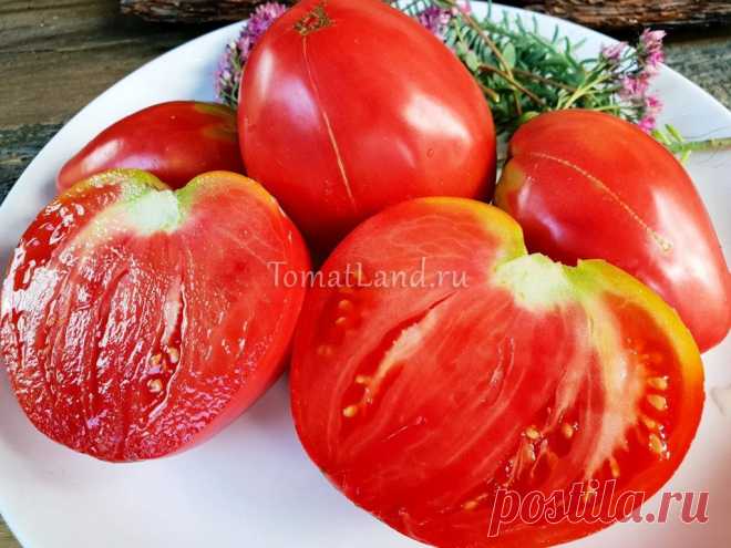 Помидор сердце ангела Огород без хлопот - информационный сайт для дачников, садоводов и огородников.