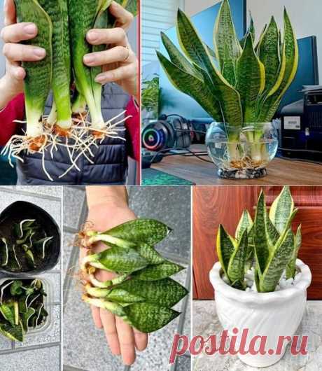 (20+) Creative Garden & Home | How to Propagate and Make Sansevieria Bloom | Facebook