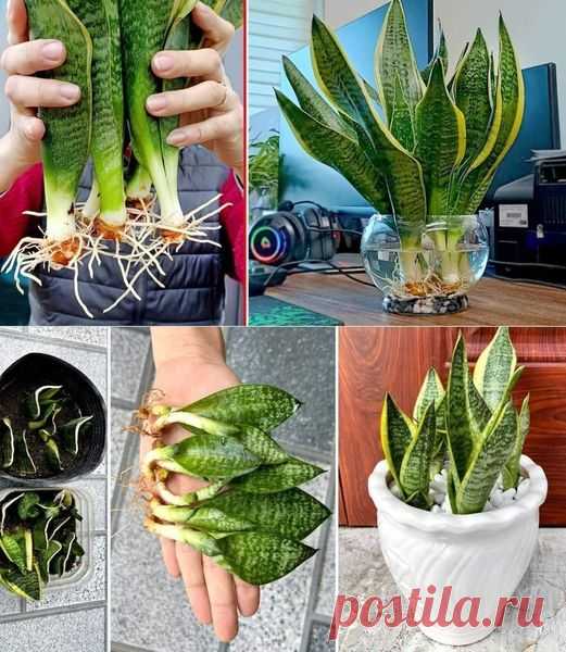 (20+) Creative Garden & Home | How to Propagate and Make Sansevieria Bloom | Facebook