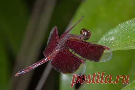 _Z2A6070 Neurothemis fluctuans common parasol