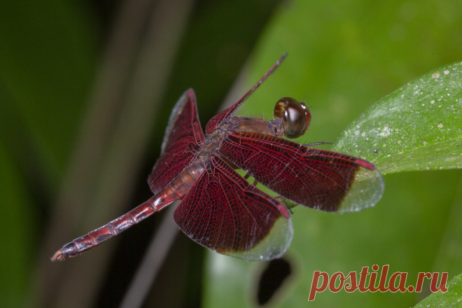 _Z2A6070 Neurothemis fluctuans common parasol