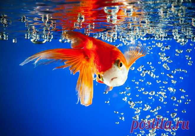 Животные - каталог печати (27 фото) » Печать на стекле, фотопечать; защита стёкол от солнца, защитная плёнка для окон и стекла. Тонирование окон в СПб. Кухонный стеклянный фартук в Петербурге.