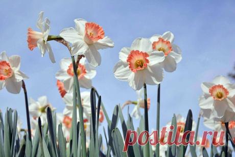 Мифы и легенды о цветах: Нарцисс ~ Planetalsad