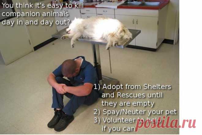 there are NO responsible breeders while shelters are full & animals die in the thousands daily. #Adopt #Volunteer & help be the change for ALL pets…