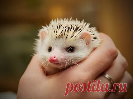 Ежик как домашнее животное